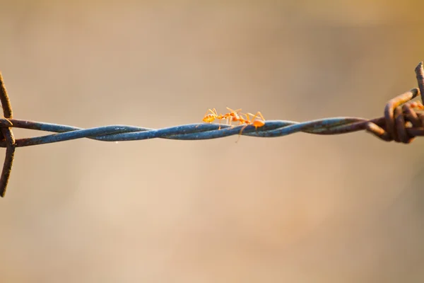 Formigas vermelhas trabalhando em arame farpado — Fotografia de Stock