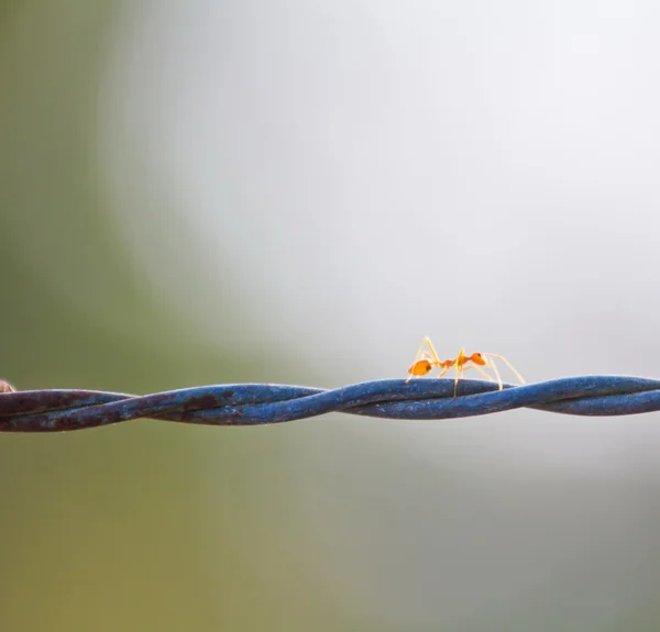 Röda myror arbetar på taggtråd — Stockfoto
