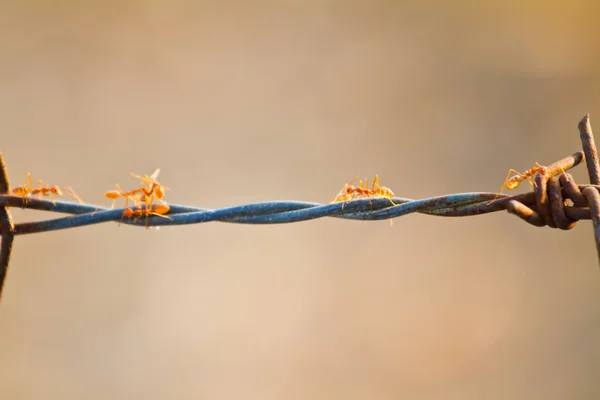 Formigas vermelhas trabalhando em arame farpado — Fotografia de Stock