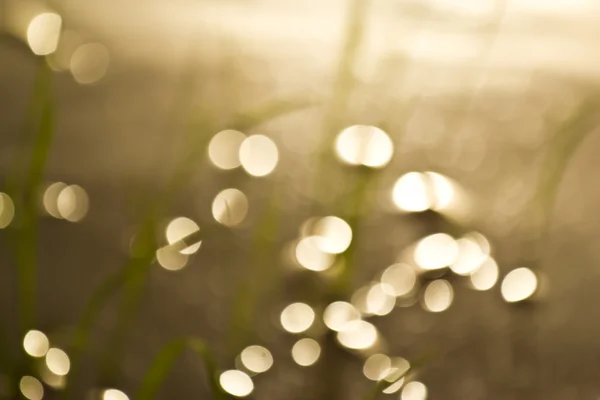 Water drops on rice farm — Stock Photo, Image