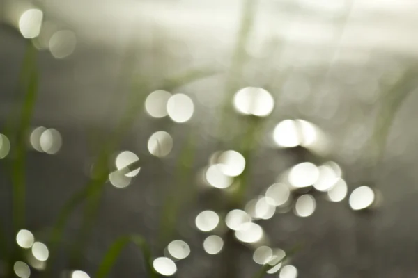 Gotas de agua en granja de arroz — Foto de Stock