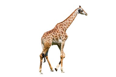 zürafa beyaz zemin üzerine izole