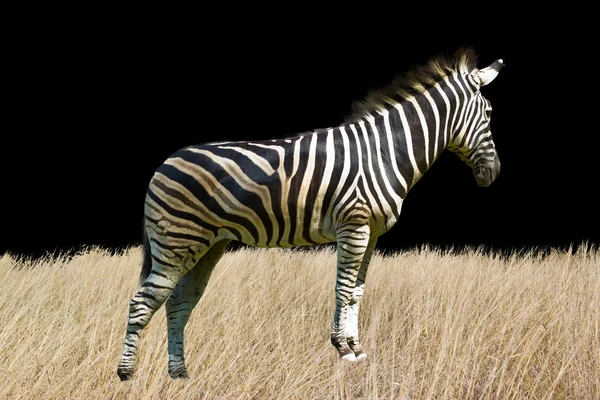 Zebra isolated on white background — Stock Photo, Image