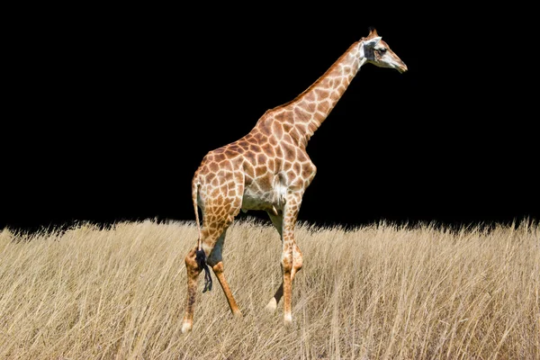长颈鹿是一个孤立的白色背景 — 图库照片