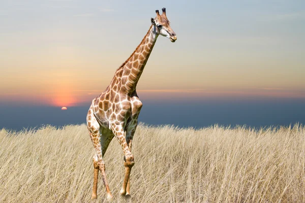 长颈鹿是一个孤立的白色背景 — 图库照片