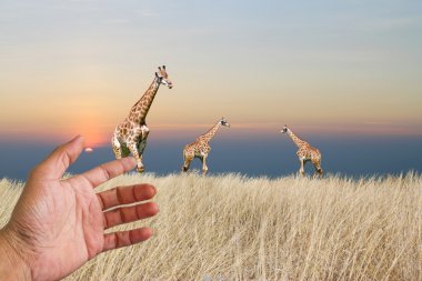 zürafa beyaz zemin üzerine izole