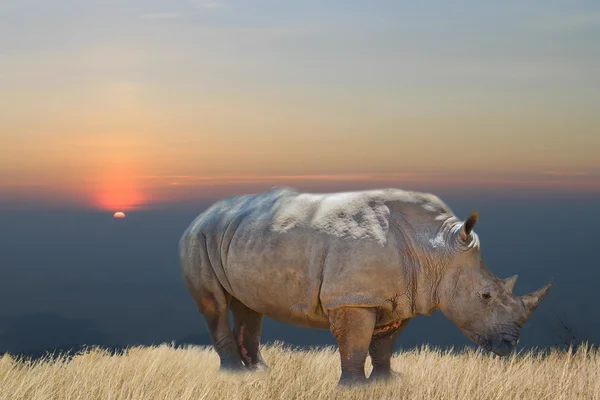 Портрет носорога на белом фоне — стоковое фото