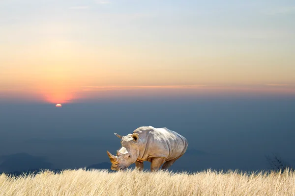 Портрет носорога на белом фоне — стоковое фото