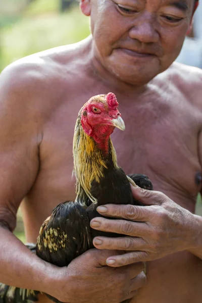 Boj kohout že cholburi — Stock fotografie