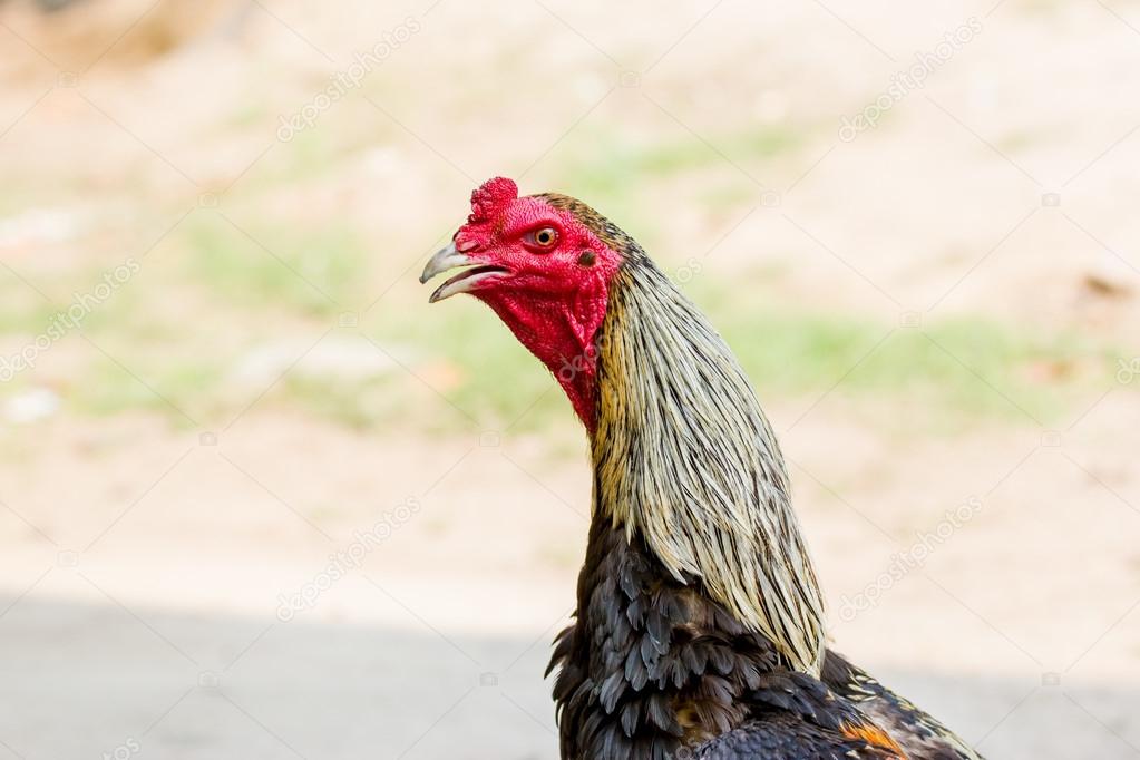 cock at thailand