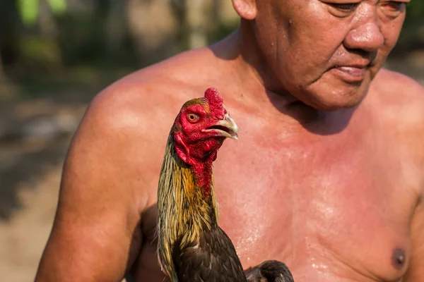 Fighting cock that Cholburi — Stock Photo, Image