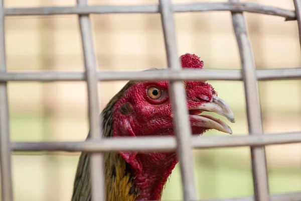 Cock at thailand — Stock Photo, Image