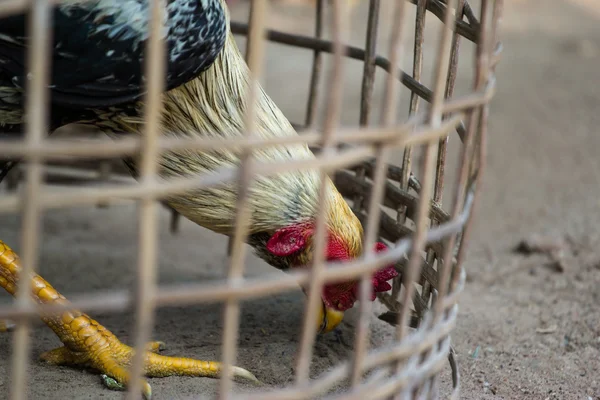 Cock at thailand — Stock Photo, Image