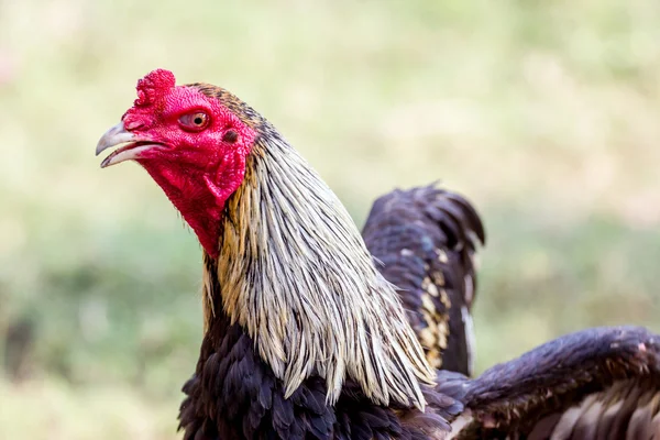 Cock at thailand — Stock Photo, Image