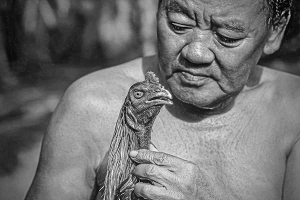 Lutando galo que Cholburi — Fotografia de Stock