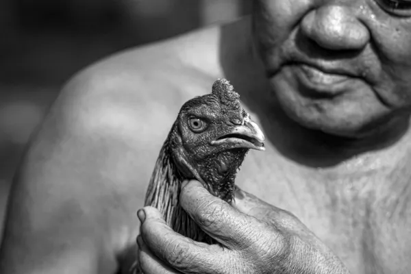 Bestrijding van pik dat cholburi — Stockfoto