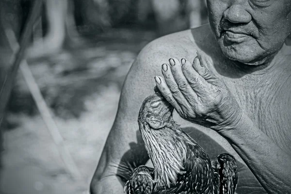 Bestrijding van pik dat cholburi — Stockfoto