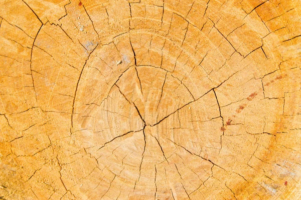 El fondo del árbol. Anillos anuales . — Foto de Stock