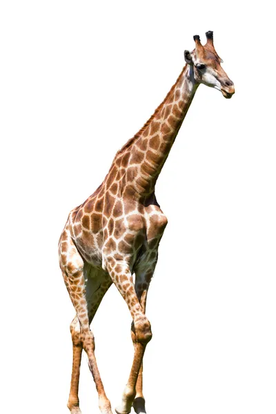 Giraffe is geïsoleerd op witte achtergrond — Stockfoto