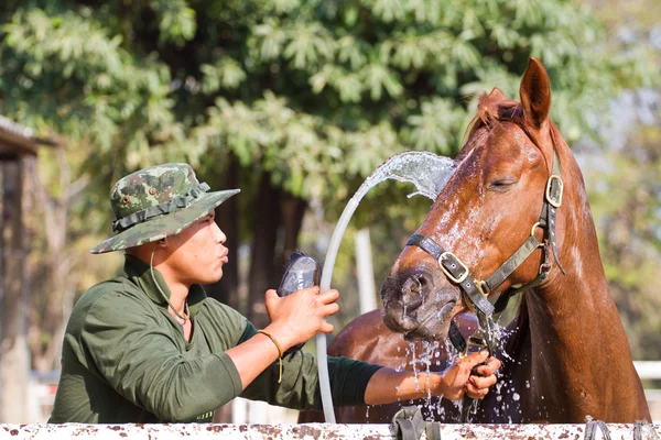 Adam atı atı ile yıkanmak — Stok fotoğraf