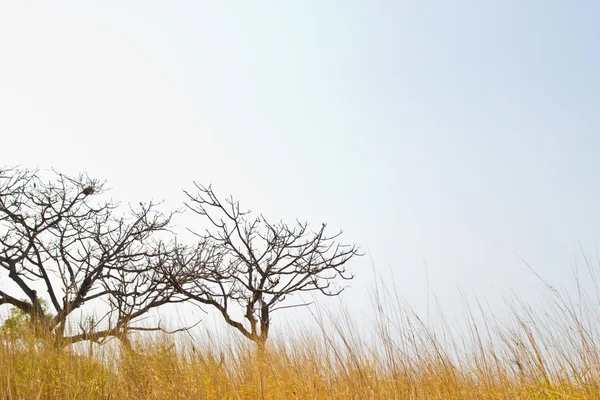 Pradera de sabana y bosque de pinos que se ha doblado camino como foreg —  Fotos de Stock