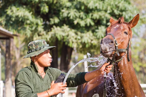 Homem Banhar cavalo com cavalo — Fotografia de Stock