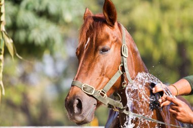 adam atı atı ile yıkanmak