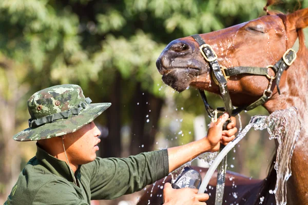 Mann badet Pferd mit Pferd — Stockfoto