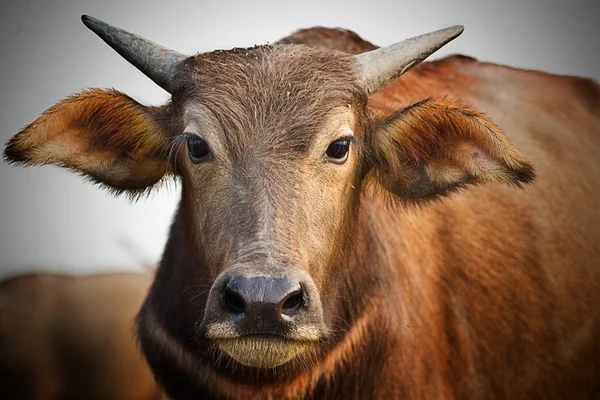 Búfalo en Tailandia — Foto de Stock