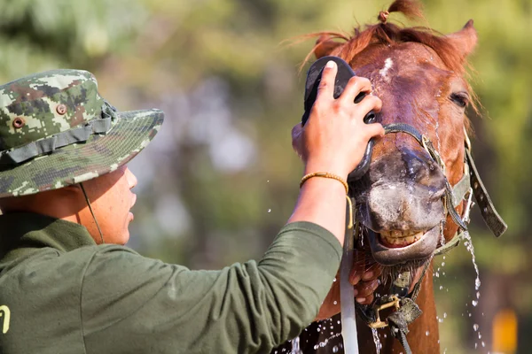 Man Bathe horse with horse — Stock Photo, Image