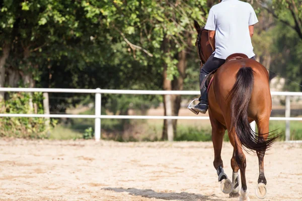 Homem equitação cavalo — Fotografia de Stock