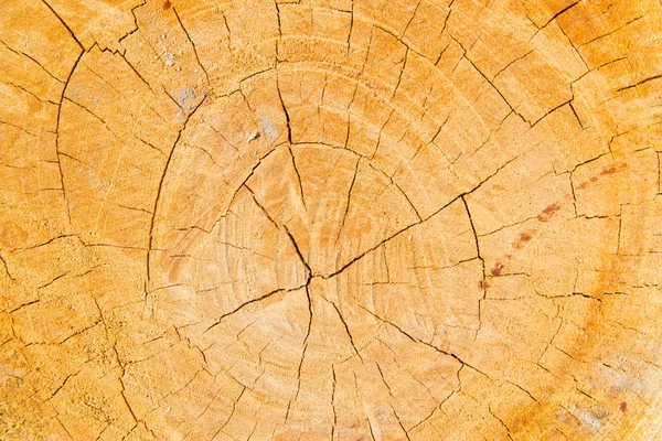 De achtergrond van de boom. jaarlijkse ringen. — Stockfoto