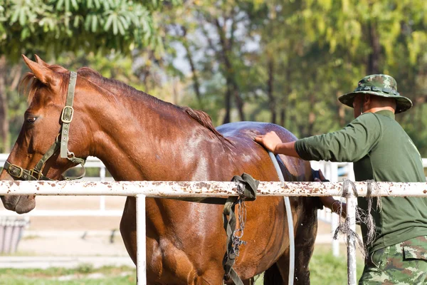 Homme Baignade cheval avec cheval — Photo