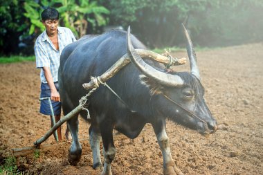 Farmer and buffalo at rice plantation clipart