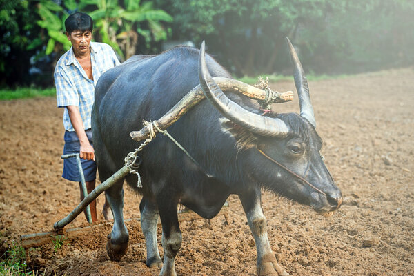 Farmer and buffalo at rice plantation