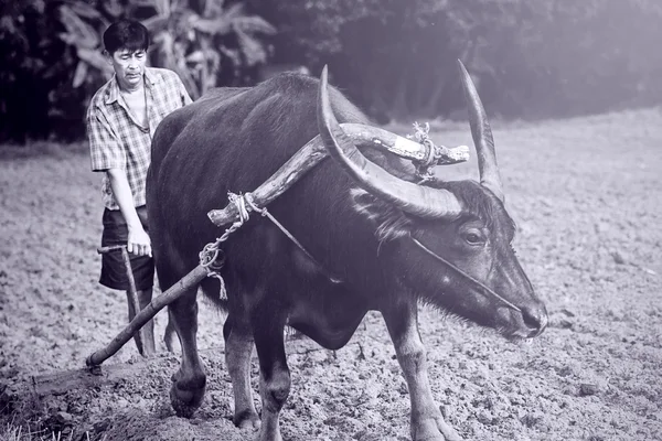 Agricultor y búfalo en plantación de arroz — Foto de Stock