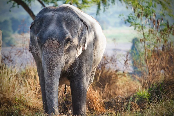 Azië olifant — Stockfoto