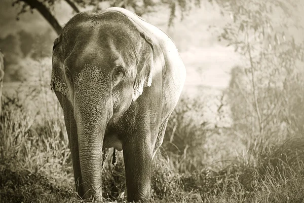Azië olifant — Stockfoto