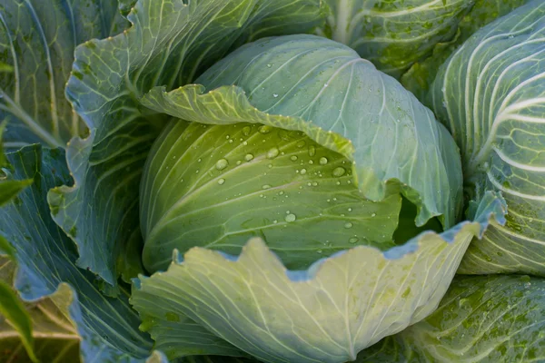 Cabbage field at thailand — Stock Photo, Image