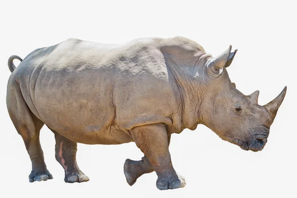 Portrait of  rhinoceros isolated on white background — Stock Photo, Image