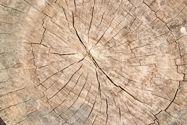 木の背景。年輪. — ストック写真