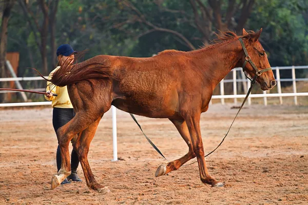 Reiterin trainiert Pferd im Reitkurs — Stockfoto