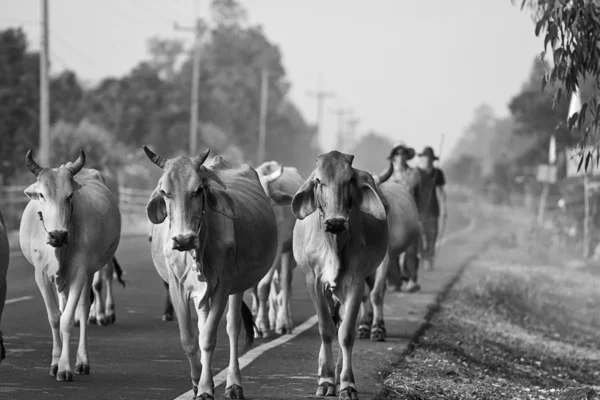 Way of life Countryside in thailand — Stock Photo, Image