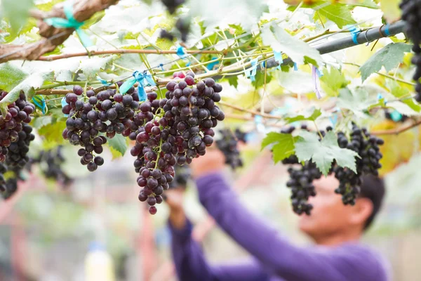 Uomo in vigna vendemmia — Foto Stock