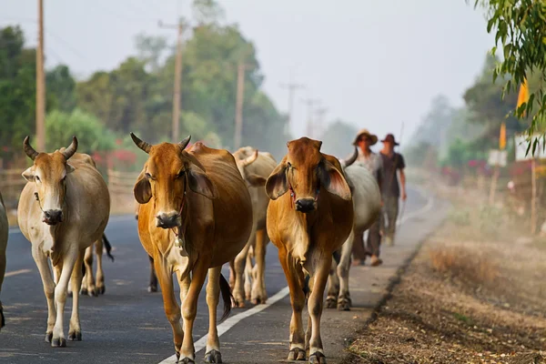 Modo de vida Campo na Tailândia — Fotografia de Stock