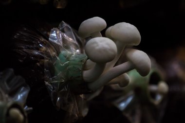 grupta büyüyen yanagi mutsutake mantar