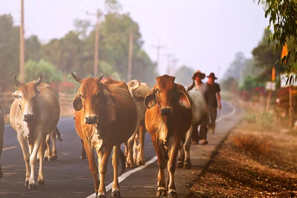 Way of life Countryside in thailand — Stock Photo, Image