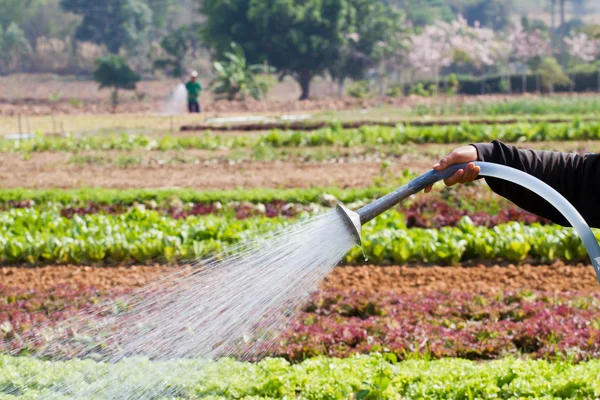 Woman watering in organic vegetable garden — Stock Photo, Image
