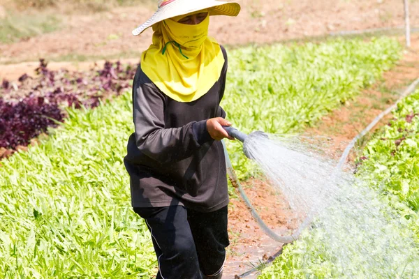 Woman watering in organic vegetable garden — Stock Photo, Image