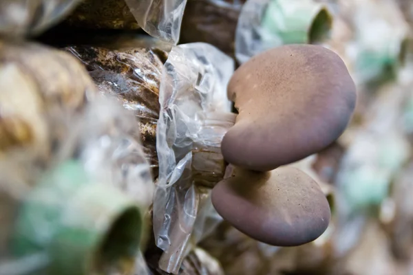 Abalone mushroom growing in  farm. — Stock Photo, Image